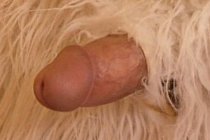 欧美重口变态人妖hd